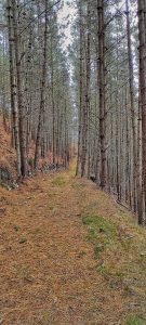 Lee más sobre el artículo Caleyando por un bosque