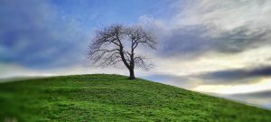 Lee más sobre el artículo La belleza de la soledad