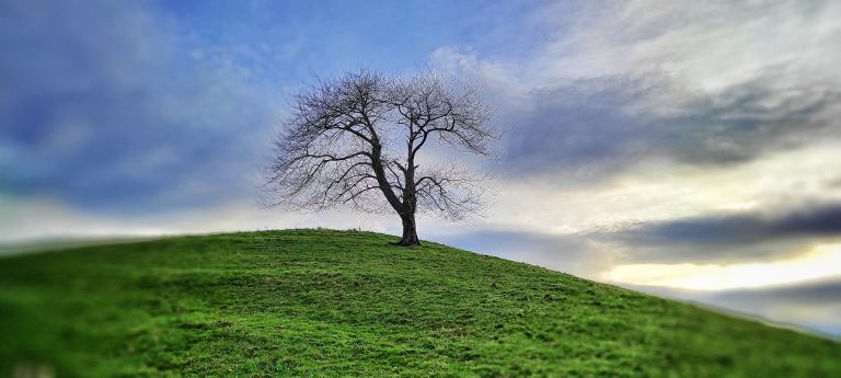 Lee más sobre el artículo La belleza de la soledad