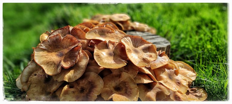 Lee más sobre el artículo Regalinos del Otoño
