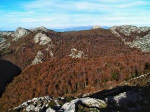 Lee más sobre el artículo El bosque de Pome