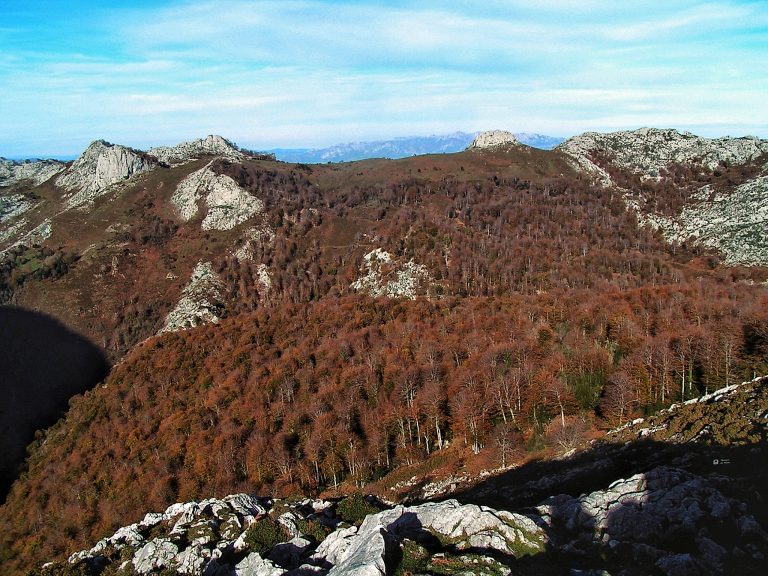 Lee más sobre el artículo El bosque de Pome