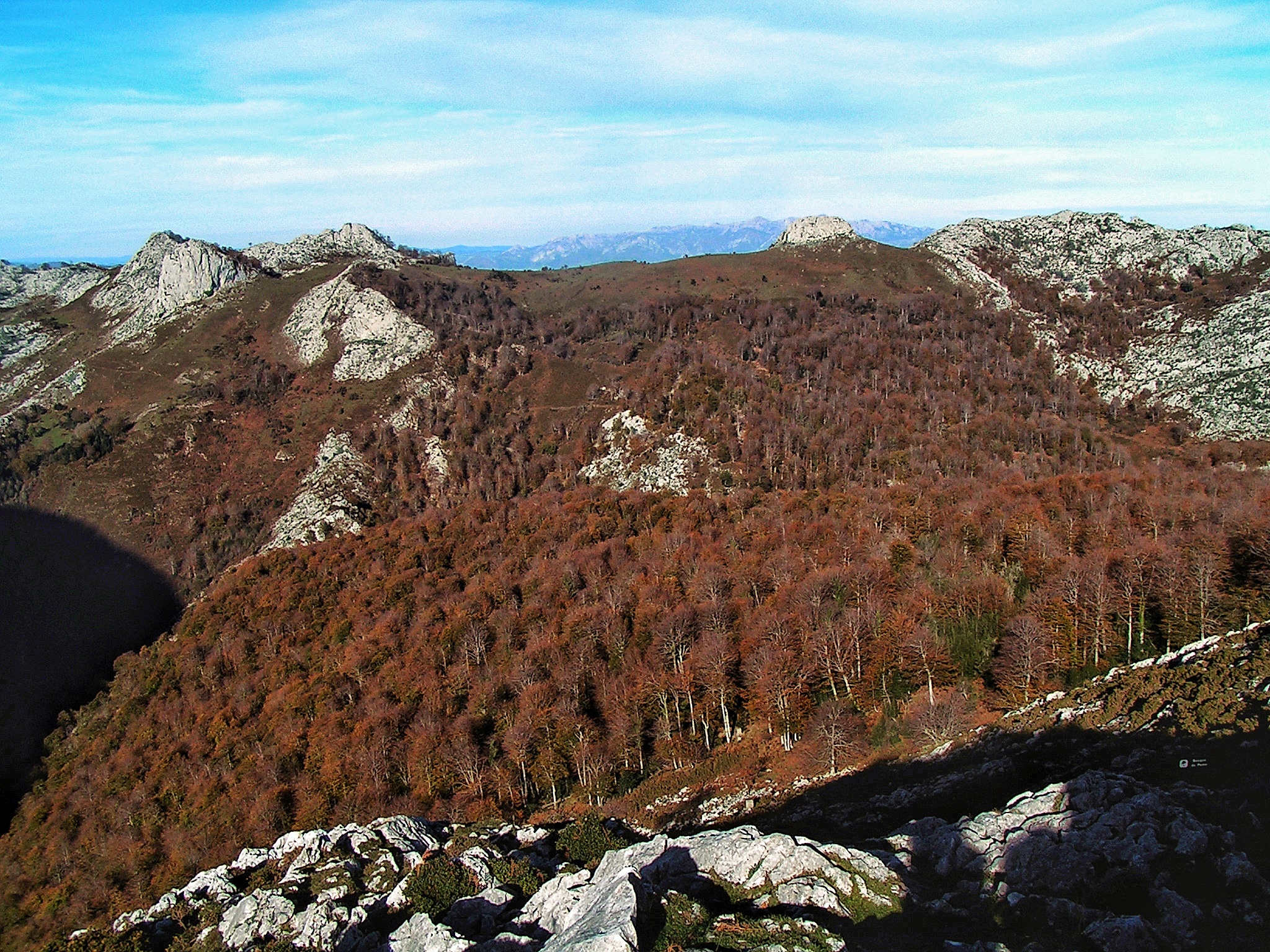En este momento estás viendo El bosque de Pome
