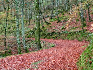 Lee más sobre el artículo Por los montes del «Infiernu» en Piloña