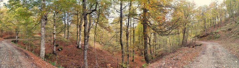 Lee más sobre el artículo Recorriendo el bosque de Peloño