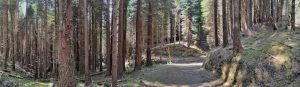 Lee más sobre el artículo El bosque de Cea